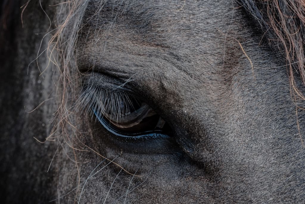 A Sorraia horse in open grassland, dun-coated with a dark dorsal stripe.