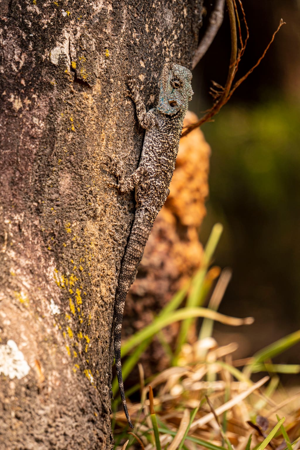 A gecko clinging to tree bark, seen up close.