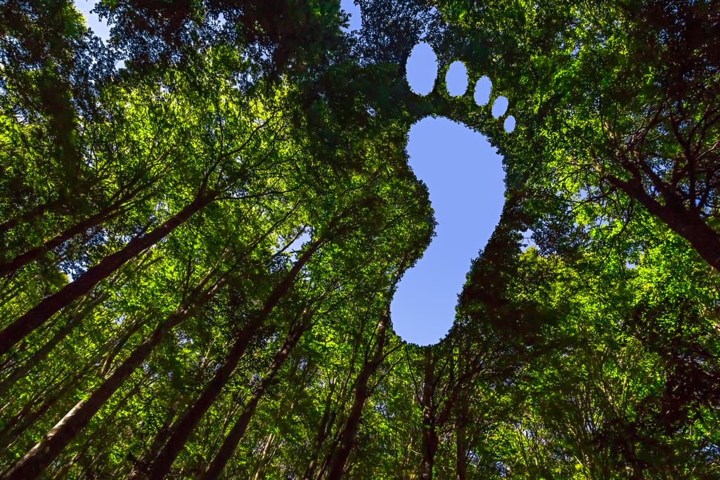 A bare footprint shape cut out of dense green canopy, sky showing through.