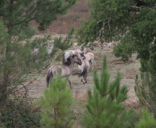 Sorraia horses grazing together in dry grassland.